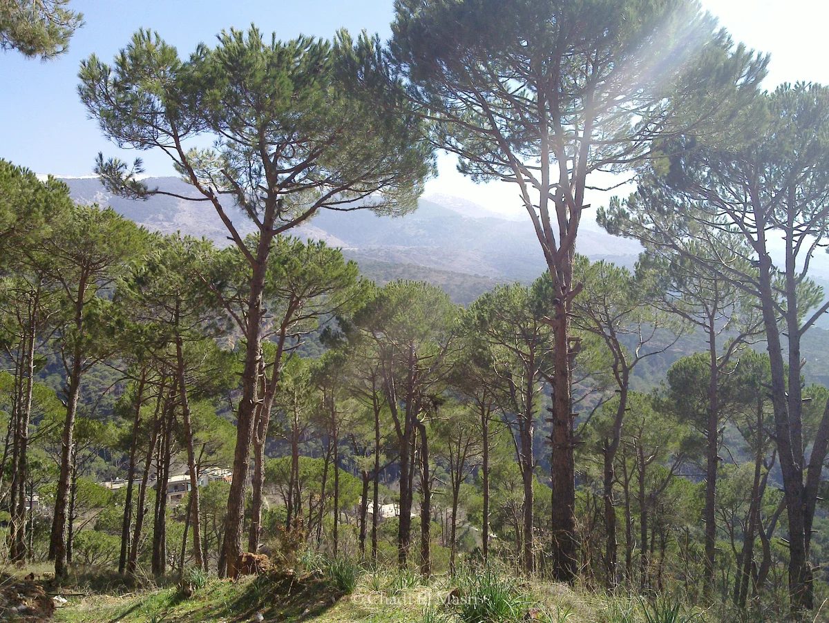 Photo from February 6, 2011