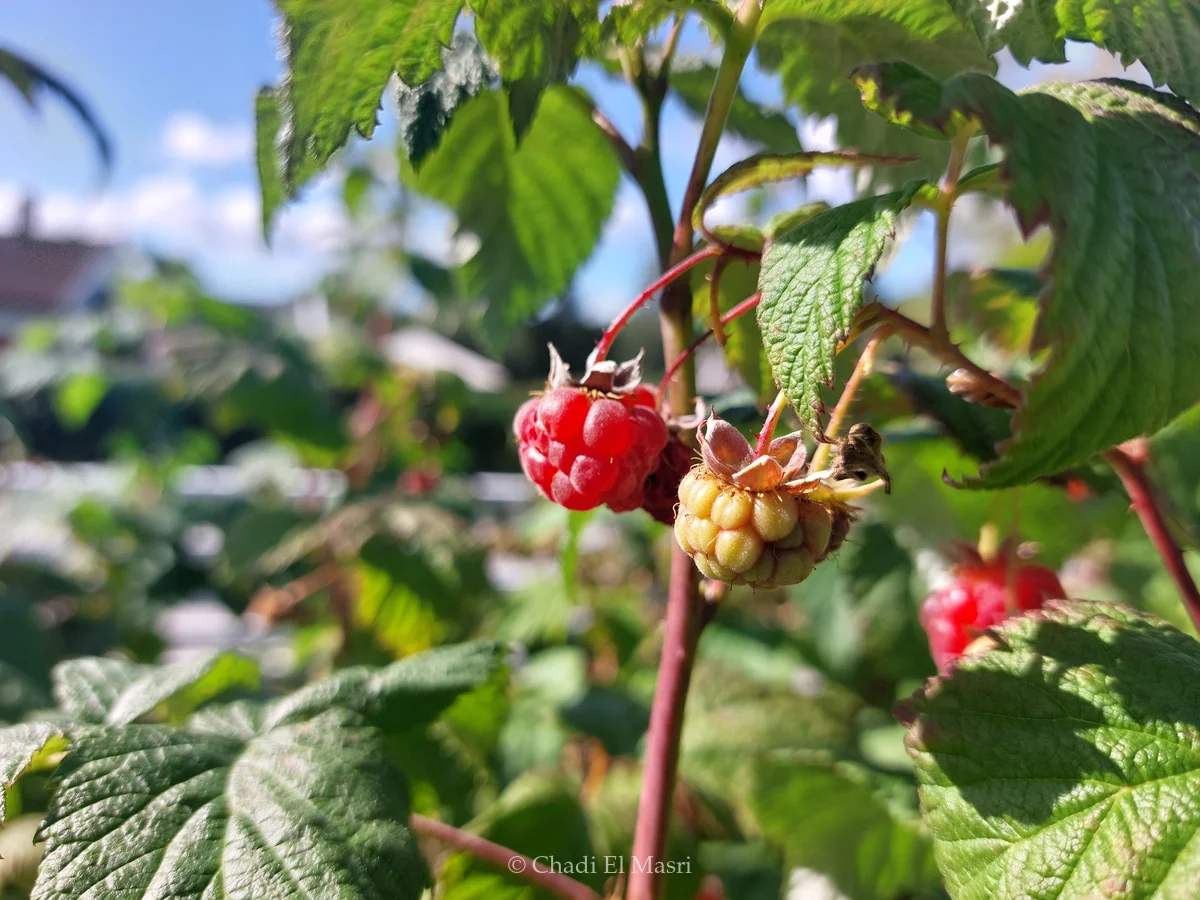 Photo from August 10, 2025