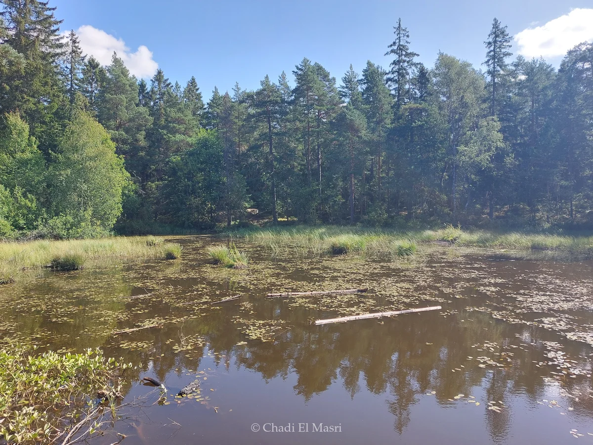 Photo from August 14, 2025